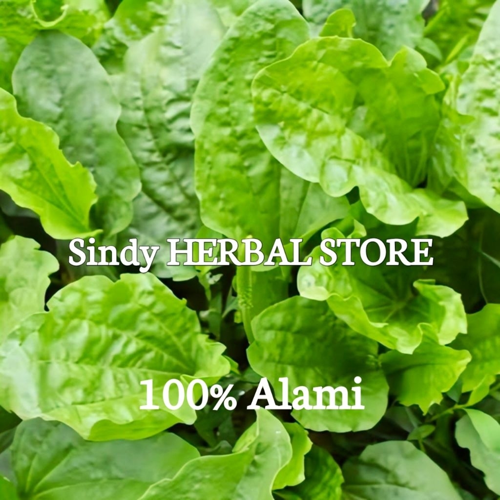 

Daun Ki Urat Segar Organik Alami Natural Isi Per 1 Kg