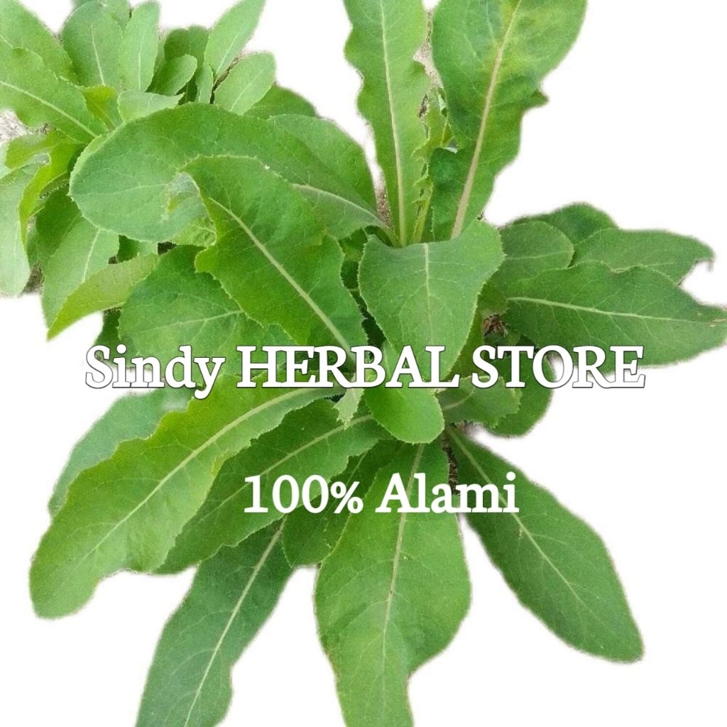 

Daun Tempuyung Segar Isi 500 Gram Organik