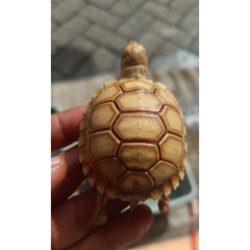 sulcata thinline dotless dome cakeppp