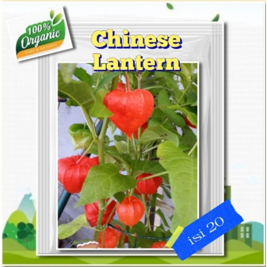 Benih Ciplukan Merah Benih Ciplukan Unik Chinese Lantern