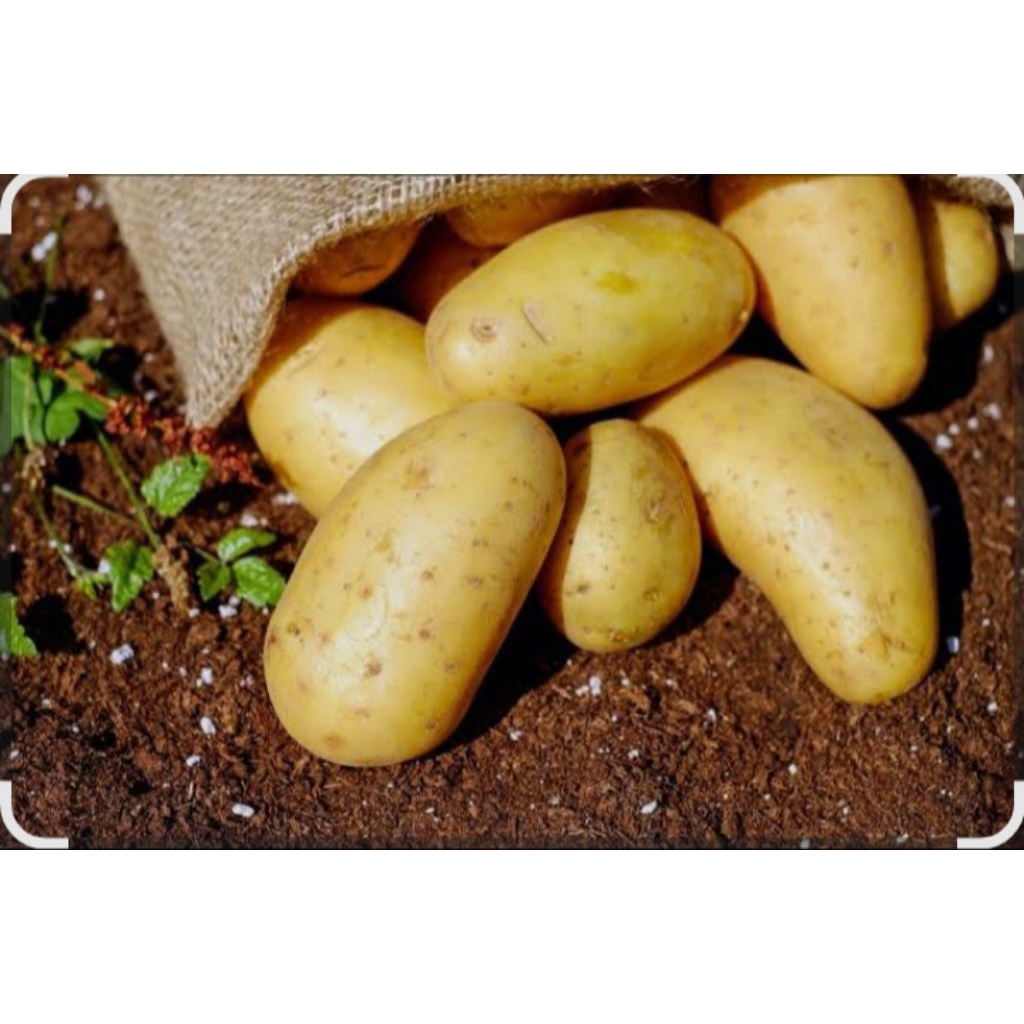 

Kentang 500gr super cocok untuk di jadikan berbagai masakan/cemilan