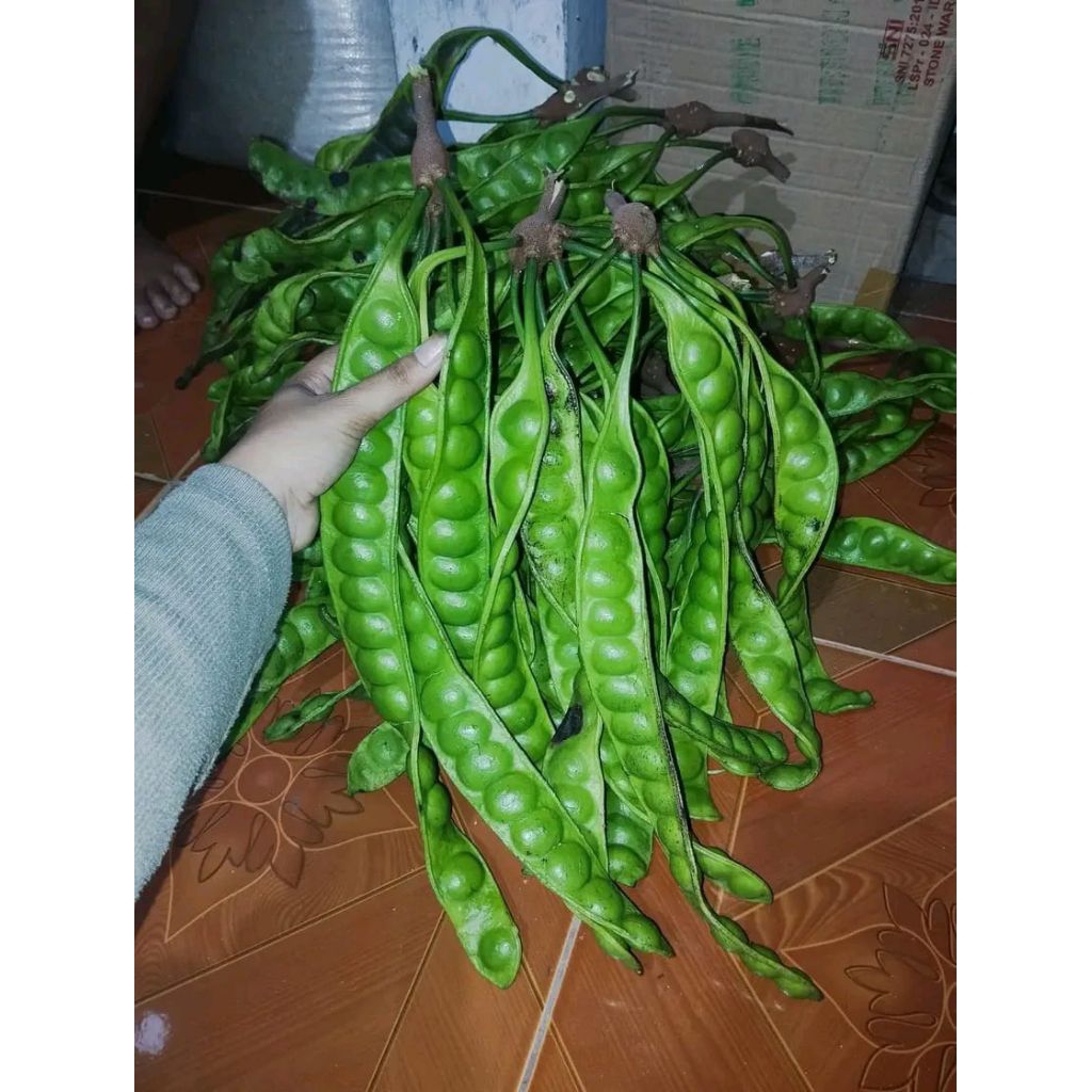 

pete petai Boyolali superan jumbo tua sudah sortir kualitas premium isi 5 - 10 papan / lonjor