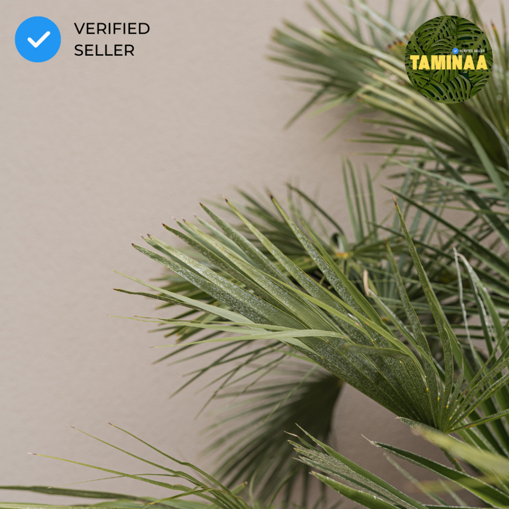 Grilshop7 Jam Pectin Pektin Selai 100Gr