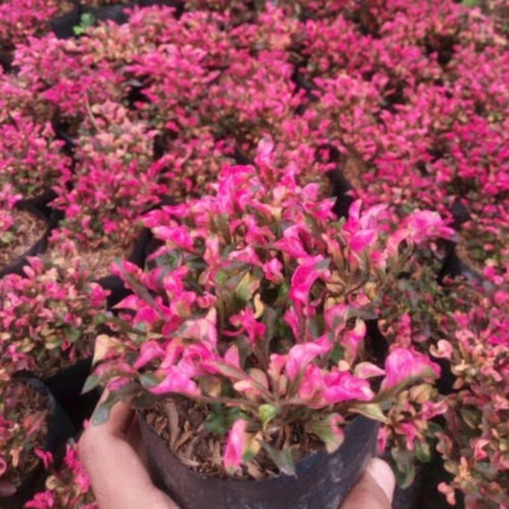 KEBUN RAYA- Tanaman Hias Krokot Merah