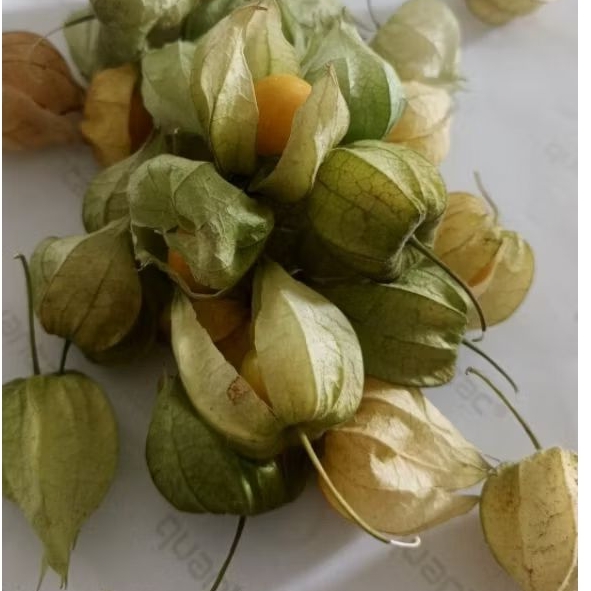 

Muraaaaah gaiss 5 ons ciplukan golden berry langsung panen dadakan dan siap kirim