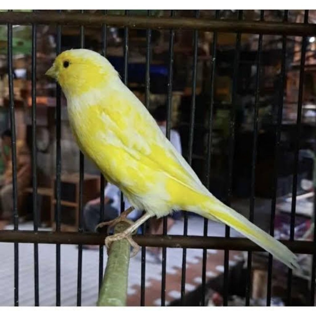 kenari AFS  pilihan jantan istimewa