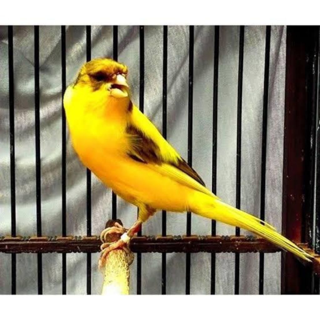 kenari F1 super pilihan jantan