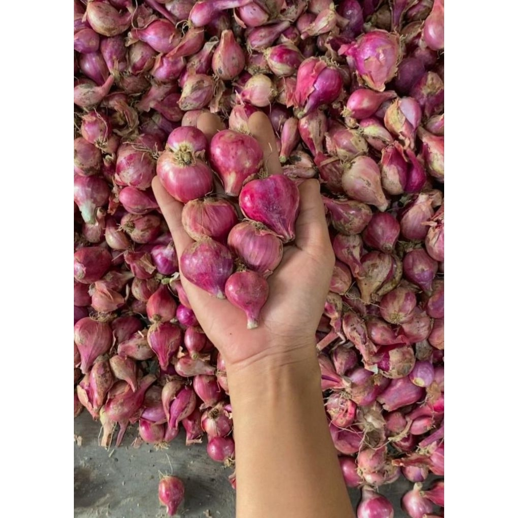 

Bawang Merah Kering 1 kg tanggung besar murah