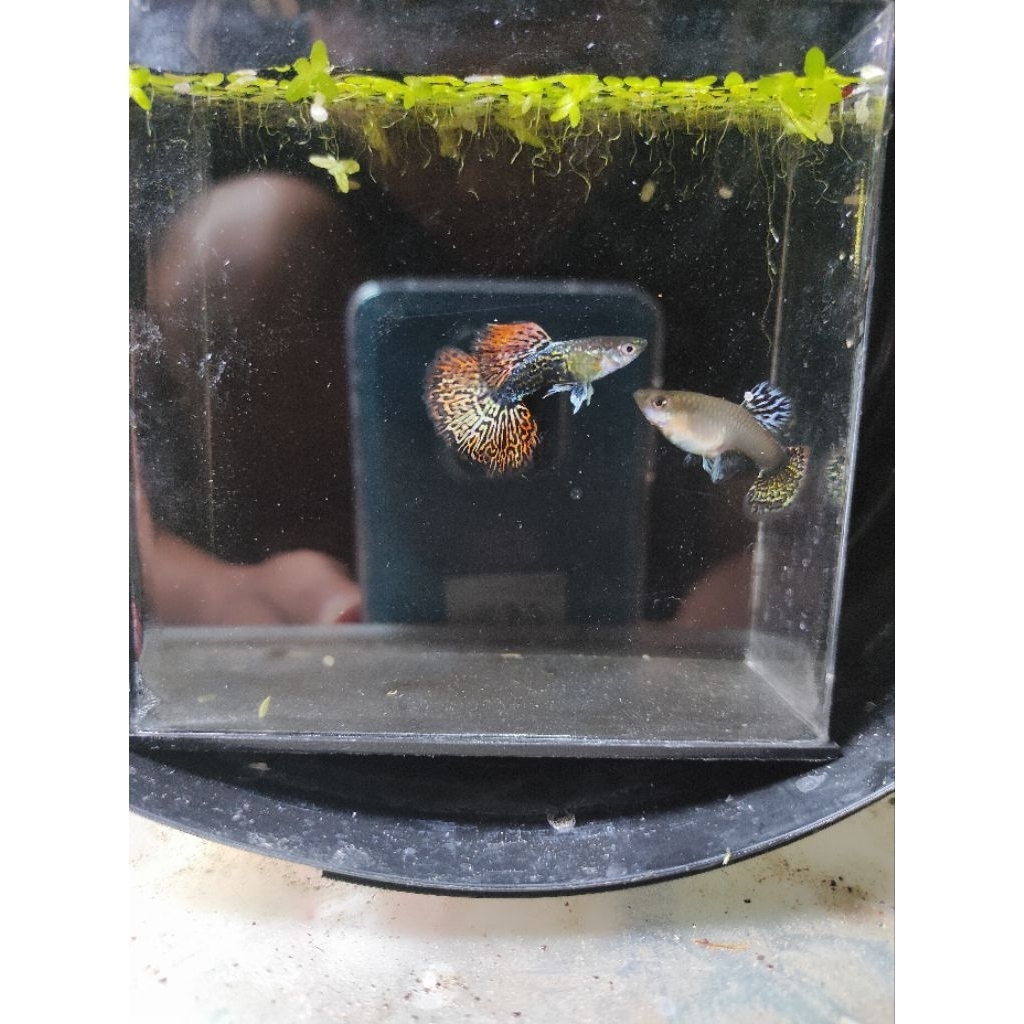 Hiasan Akuarium Sepasang Guppy Platinum Dragon