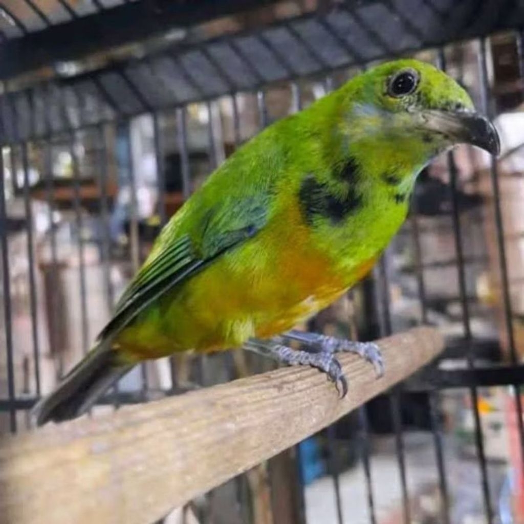 cak cungkok trotol jantan pilihan buat masteran