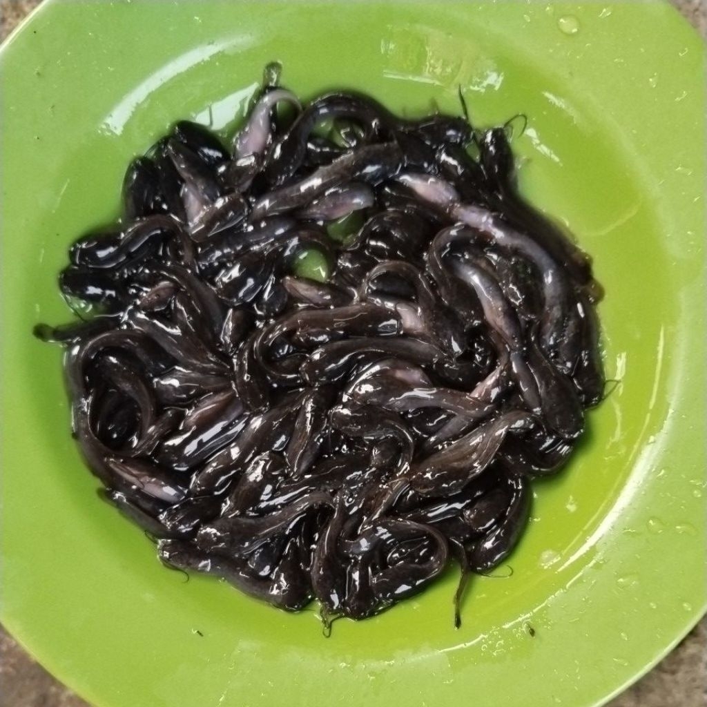 bibit lele size 3-4cm 1000ekor bonus pakan