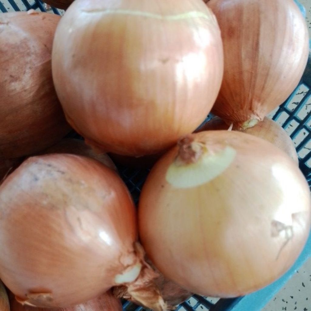 

Bawang Bombay Pilihan Fresh 1KG