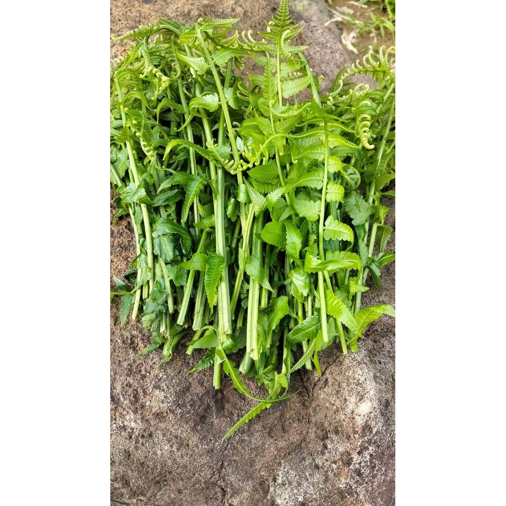 

Daun pakis sayur segar