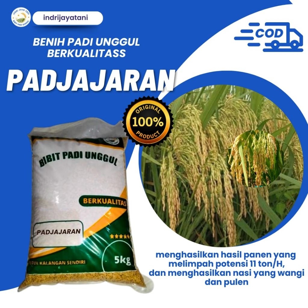 benih padi unggul dan berkualitas benih padi PADJAJARAN 5kg