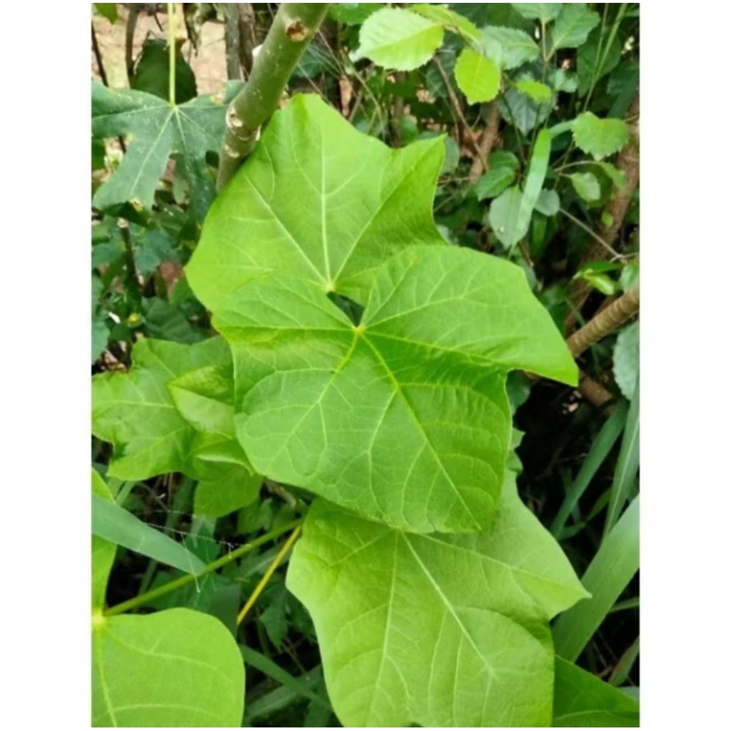 

Daun Jarak Segar 15 Lembar/perhelai Jerbal Sakit Gigi, Sakit Pada Bayi, Dll