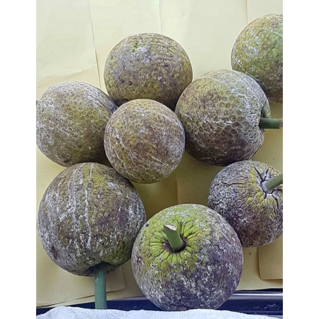 

termurah buah sukun fres sangat segar langsung baru petik di pohon 1kg