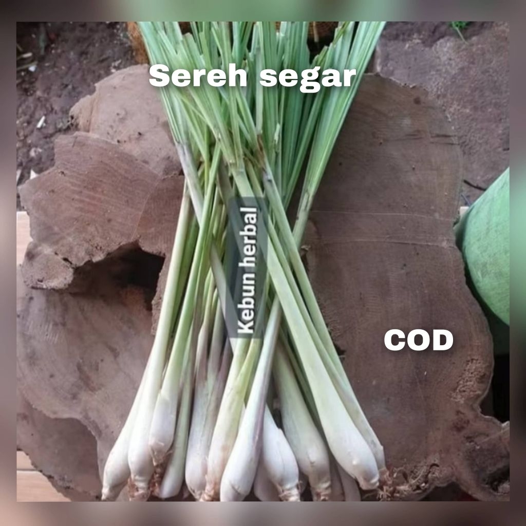 

SEREH SEGAR dadak metik.