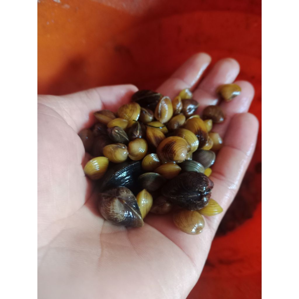 

HAREMIS LAYA (CECE) 100 PCS