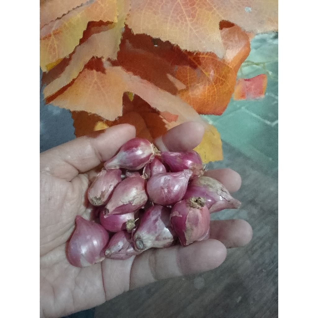 

Bawang Merah Ukuran Sedang harga 1kg dan setengah kilo Bawang Merah Bumbu Masak