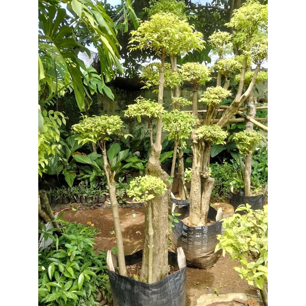 anting Putri bonsai anting Putri bonsai taman anting Putri tinggi full hampir dua meter bonsai antin