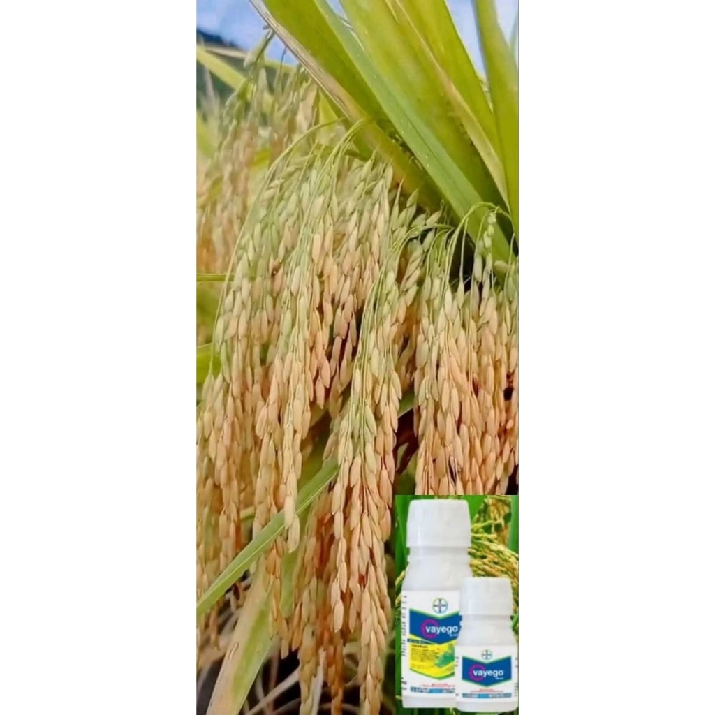 BENIH PADI SUPER UNGGUL BERKUALITAS CIHERANG LUMBUNG MAS KEMASAN 1KG