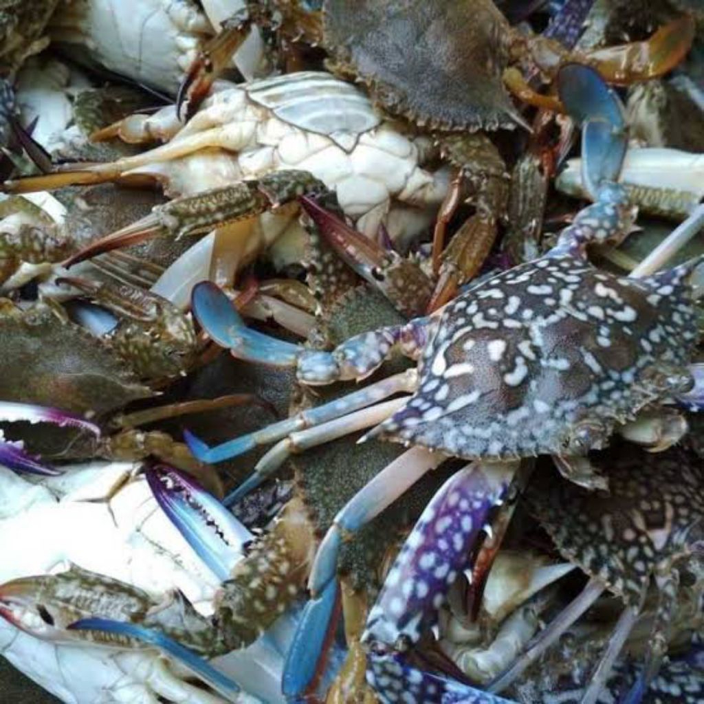 

Kepiting Laut Fresh (Seafood Segar)