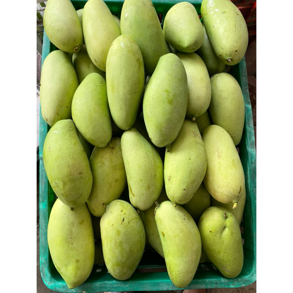 

Mangga Golek 1kg isi 2-3pcs