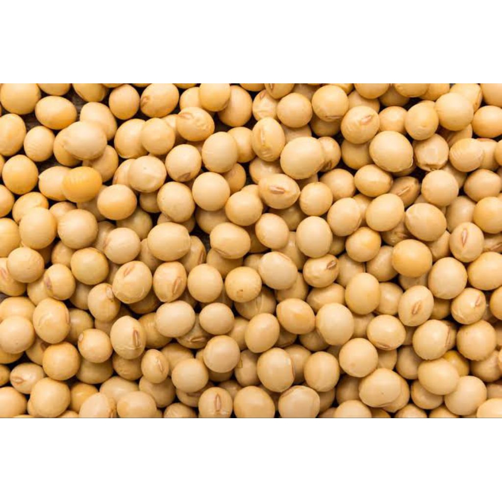 

Kacang Kedelai Mentah Kacang Kedele Kiloan