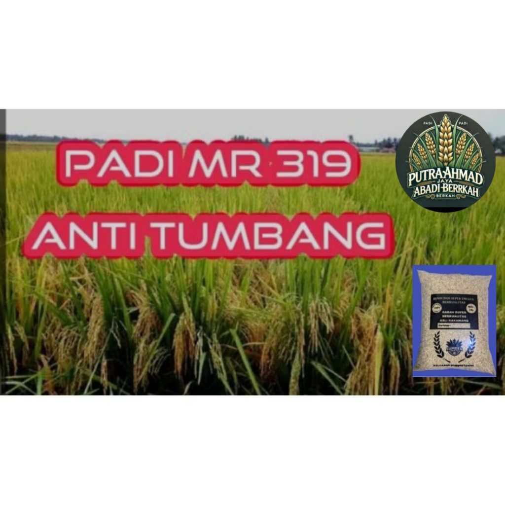 benih padi MR 319 super berkualitas 5kg
