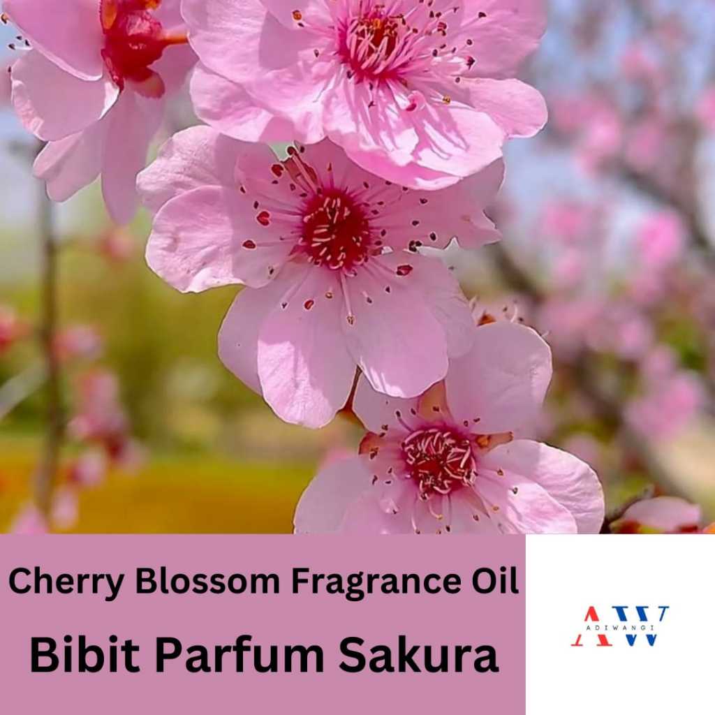 Cherry Blossom/Sakura Fragrance Oil Bibit Parfum