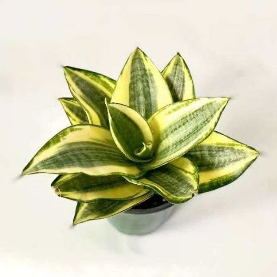 Tanaman hias sansivera golden hani - sansivera mini golden hany