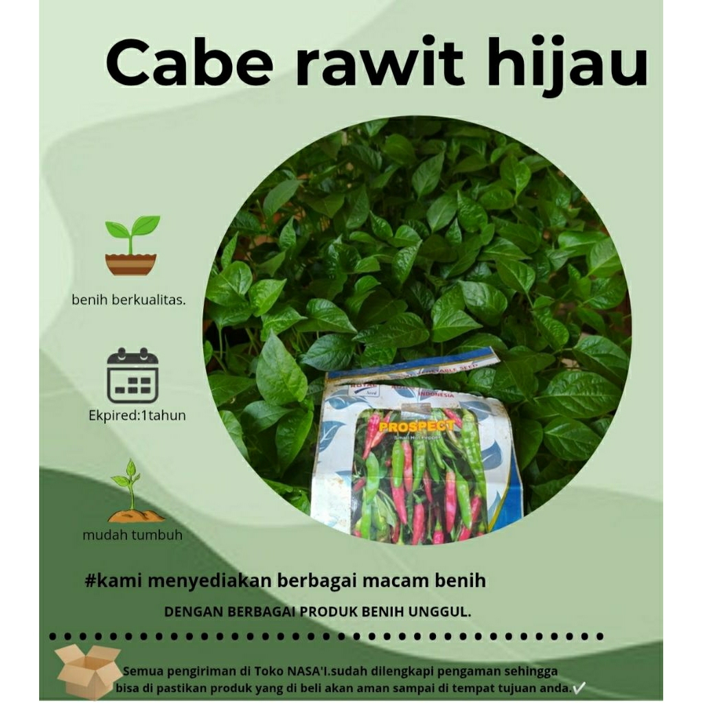 

1 pohon cabe rawit hijau siap tanam