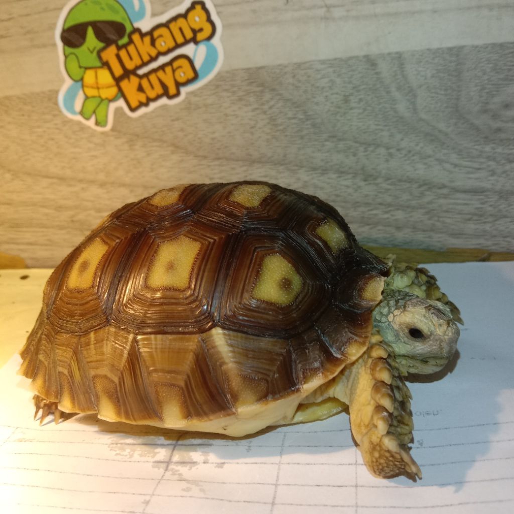 Pelet sulcata 10.5cm bonus Pelet JGS