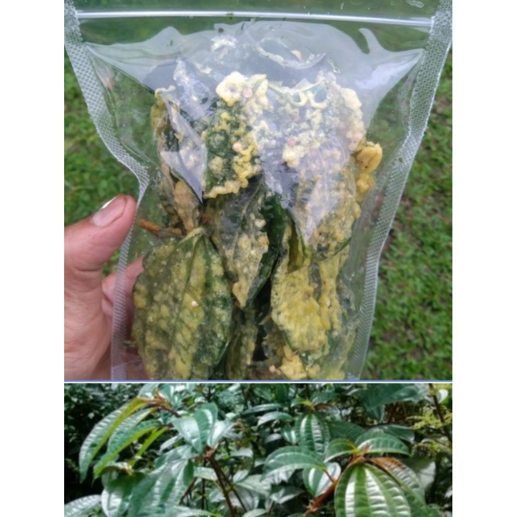 

Keripik daun pohpohan hutan 200 gram