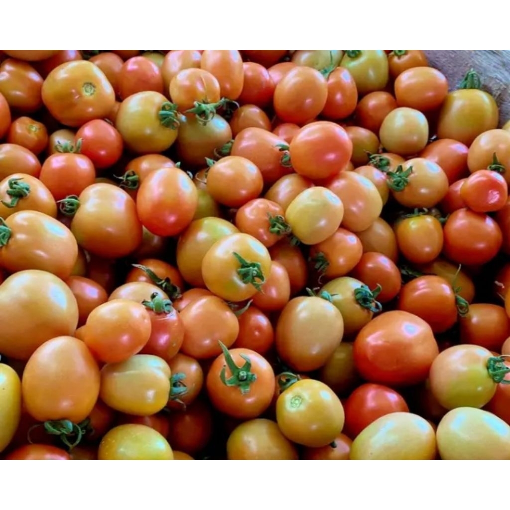 

tomat tomat fres segar cocok buat sambel atau jus 1kg