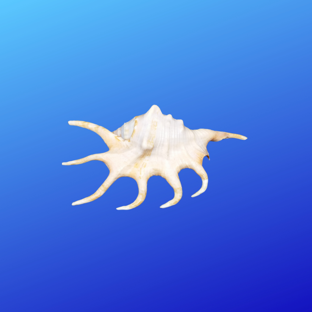 

Cangkang Kerang Hias Kerang Lambis Scorpius untuk Koleksi