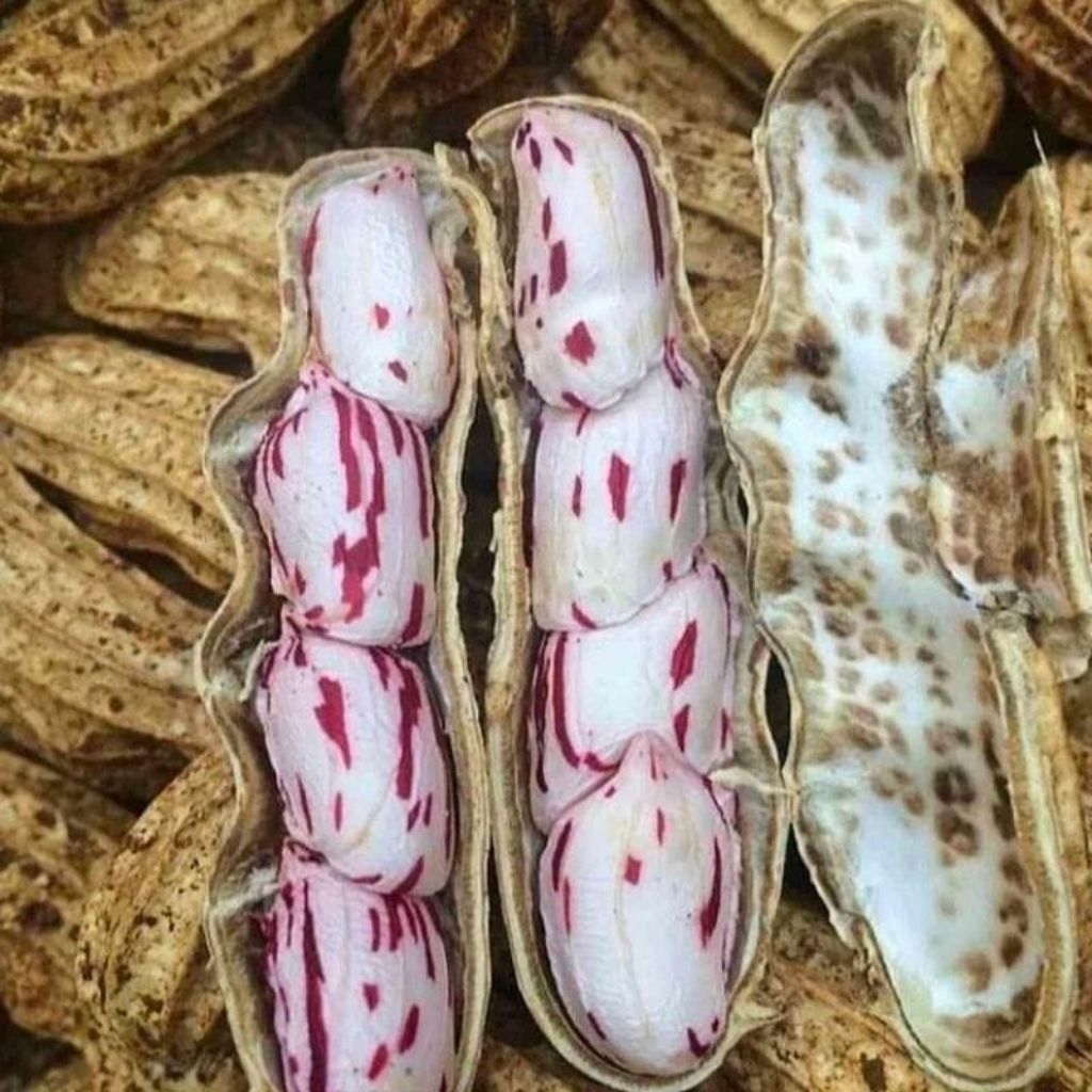 

Kacang Tanah/Kacang Madu/Kacang Madu mentah per 1 kg