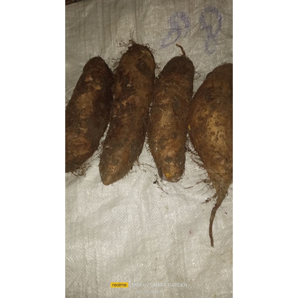 

UBI GEMBILI FRESS 1 KG