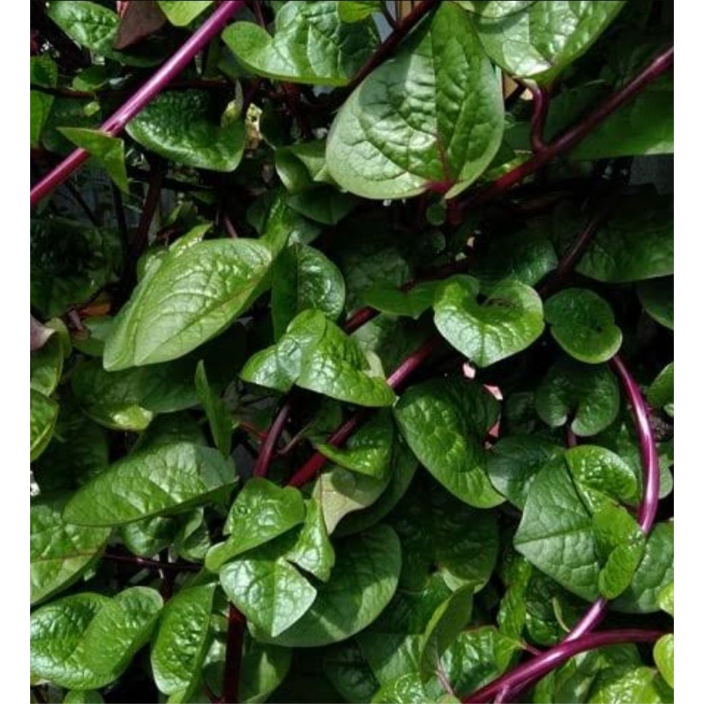 

bibit binahong 10k dpt 5pohon