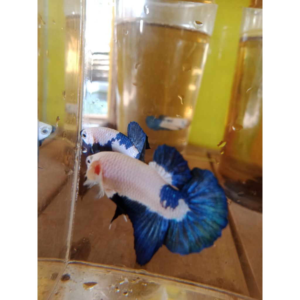 CUPANG BLUE PANDA BETTA FISH HIASAN AQUARIUM