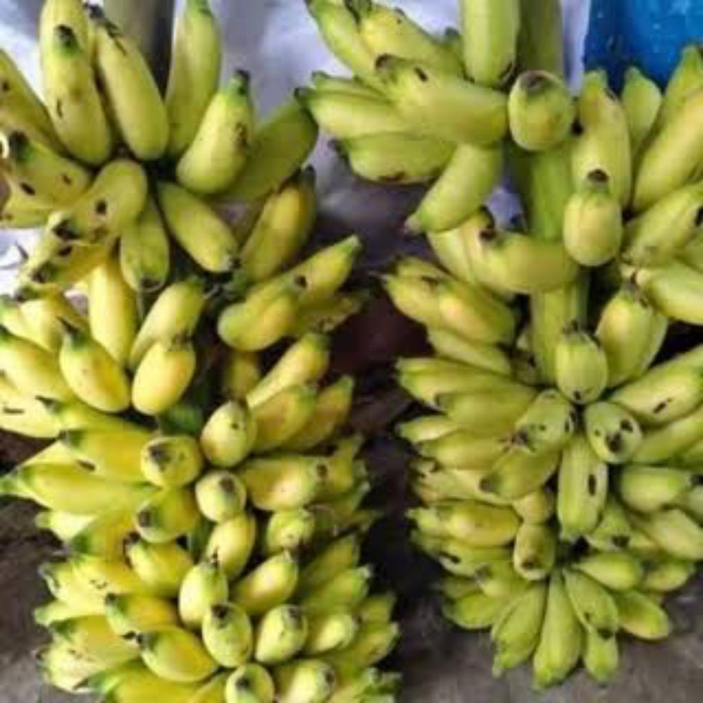 

Pisang Banten 1 Sisir Fresh (Buah Segar)
