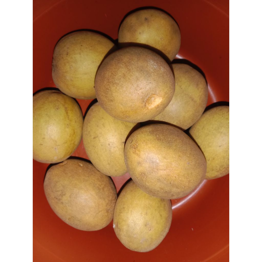 

Paket 5 kg buah sawo cikalong