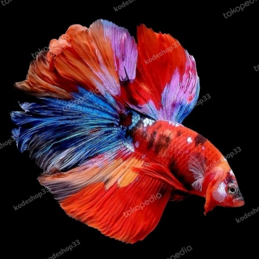 cupang halfmoon multi colour female siap breed