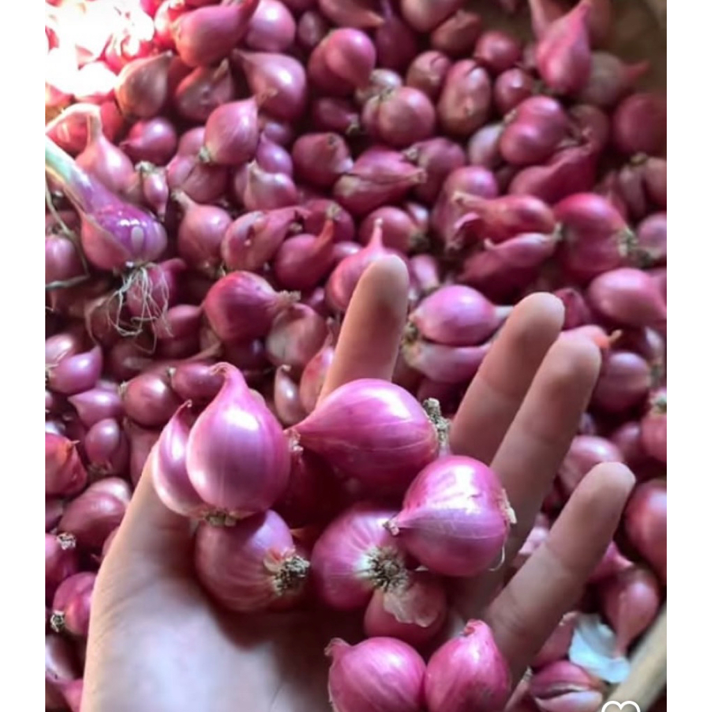 

BAWANG MERAH NGAJUK CAMPUR (BESAR-SEDANG) termurah