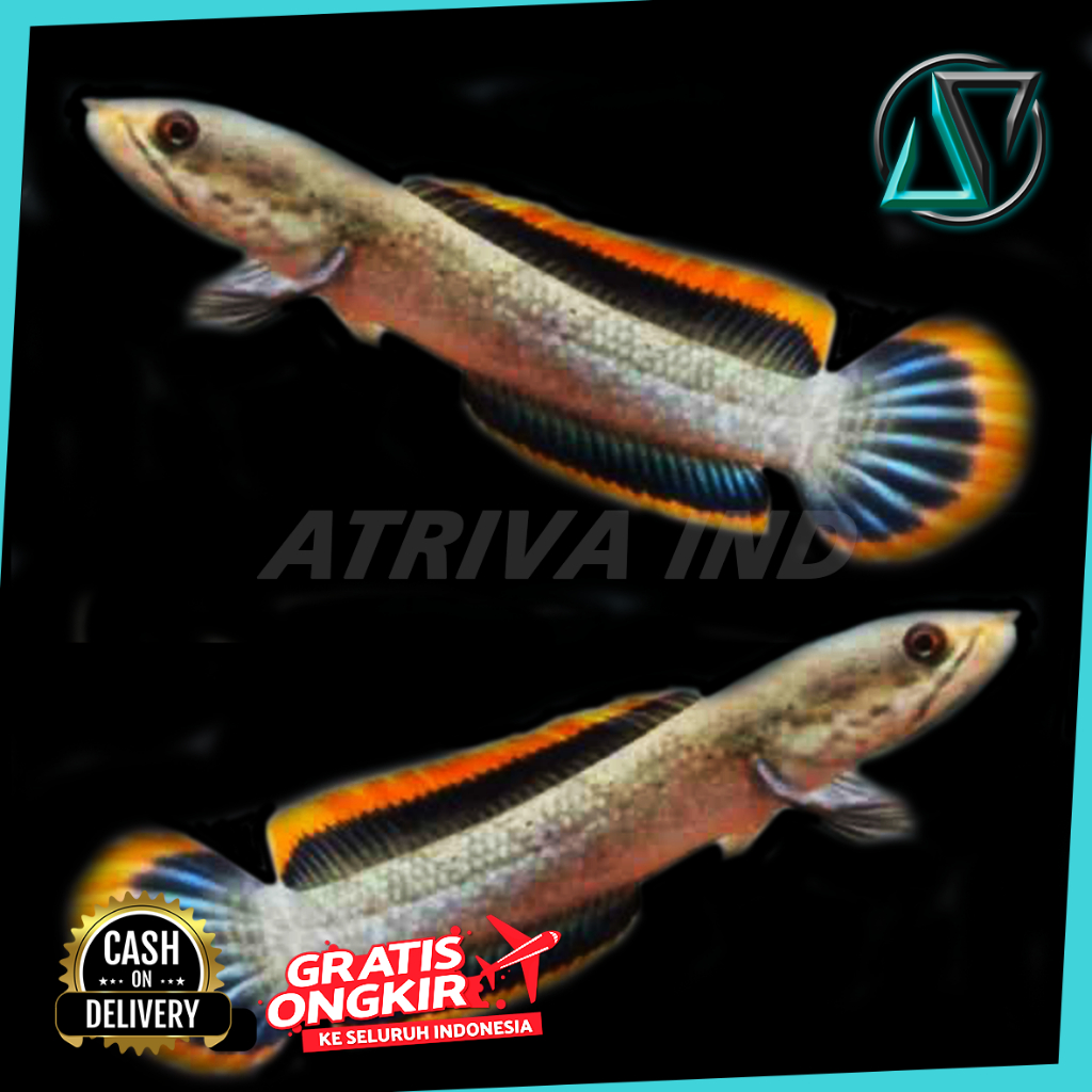 

GRATIS ONGKIR!! STICKER AKSESORIS LIMBTA GRADE A+++