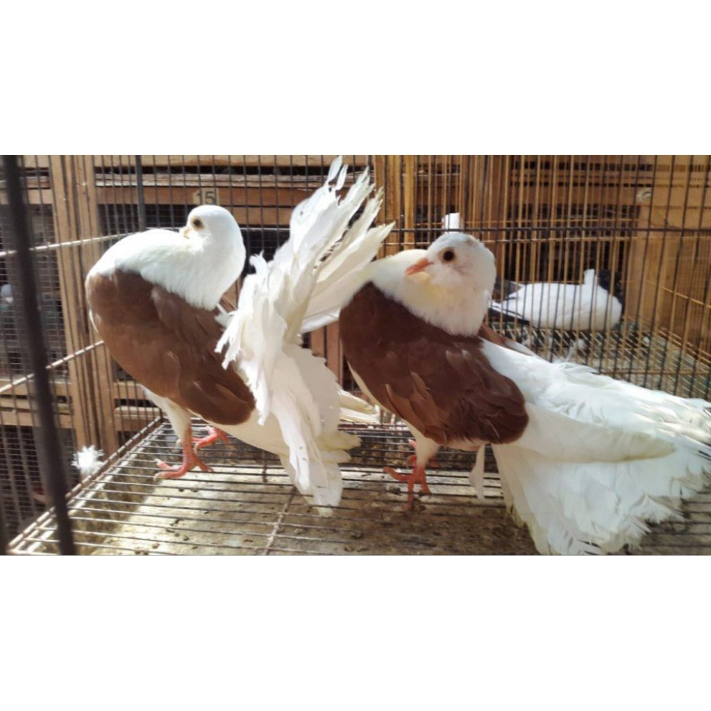 

TELUR BURUNG MERPATI HIAS AMERICAN FANTAIL UNTUK DITETASKAN