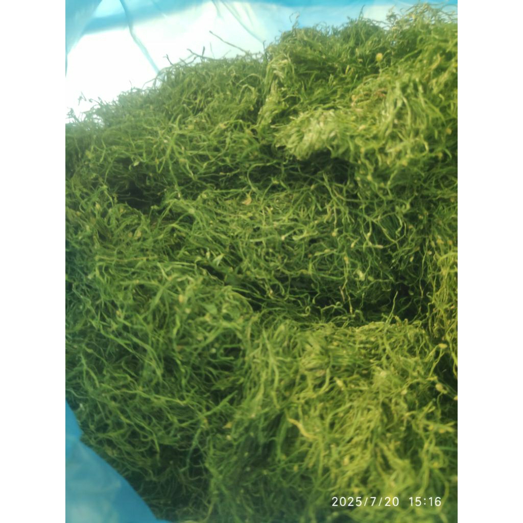 

1/2 KG d4un Kopii Gayoo Pr3mium