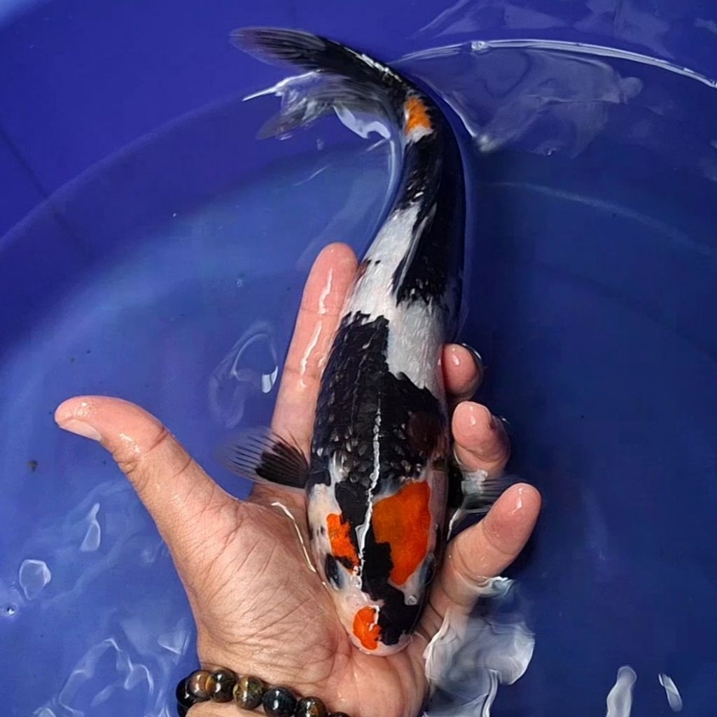 Ikan Koi Blitar Jenis Tancho / Rumah Koi Jakarta / kode 006