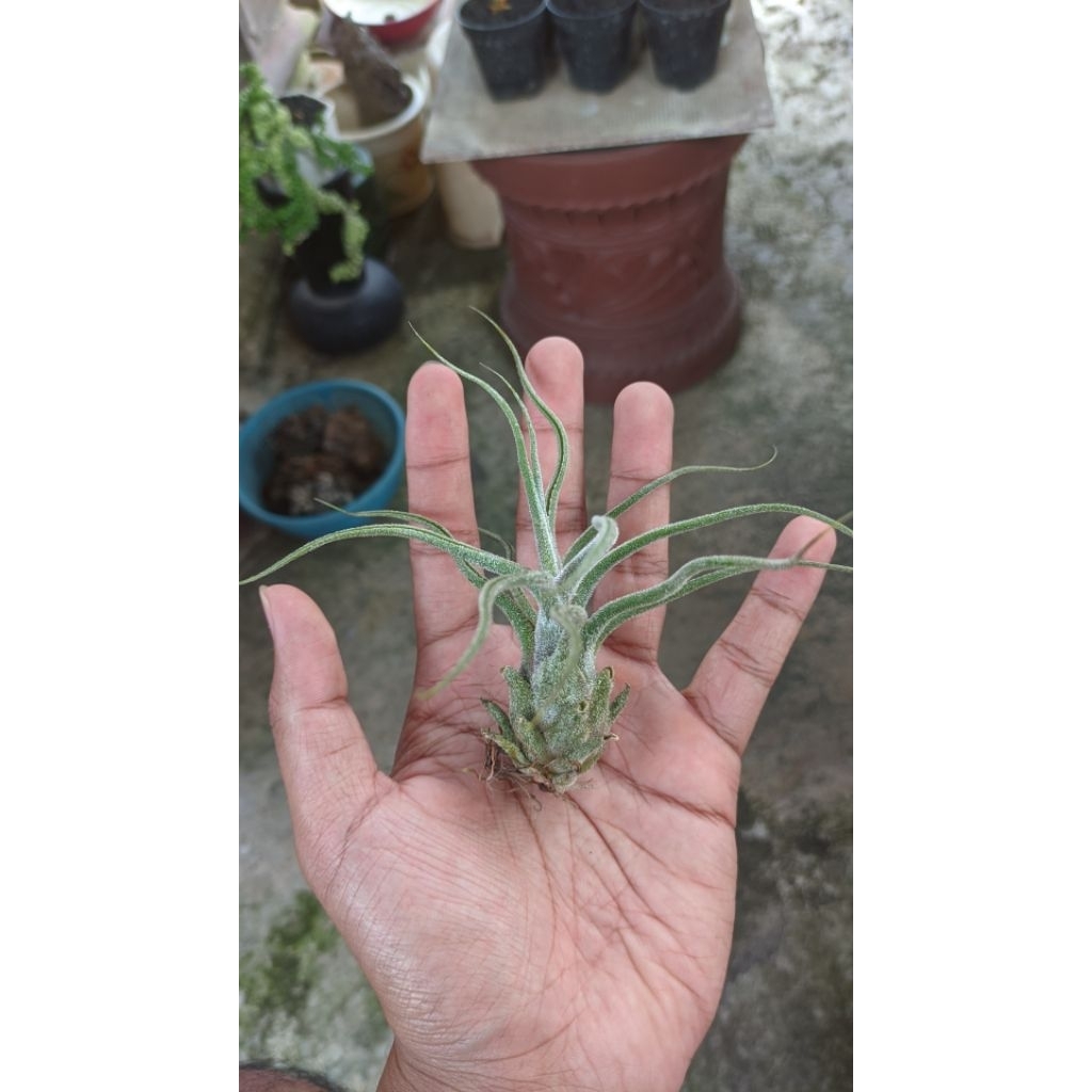 Tillandsia Pruinosa - Tanaman Udara - Tanaman Unik - Tanaman Angin - Tillandsia Murah - Bunga Koleks