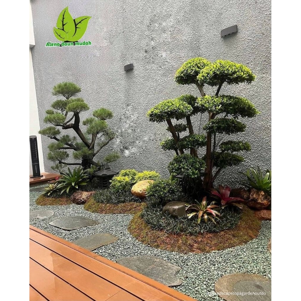 Taman minimalis / taman bonsai cemara udang